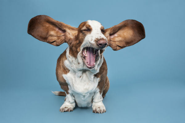funny basset hound