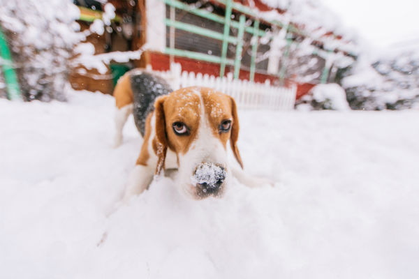 beagle snow