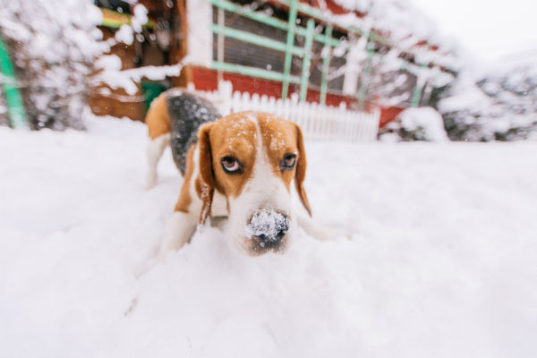 funny dogs in snow