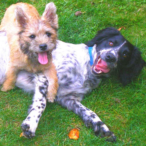 cairn and springer