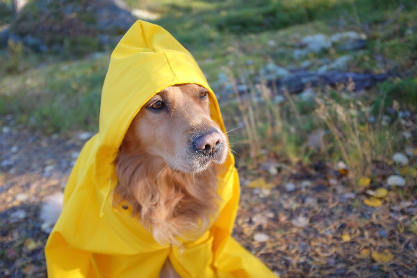 funny-golden_retriever_raincoat_.jpg