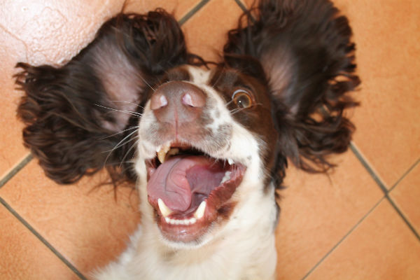 springer spaniel