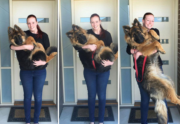 how long do german shepherd puppies grow