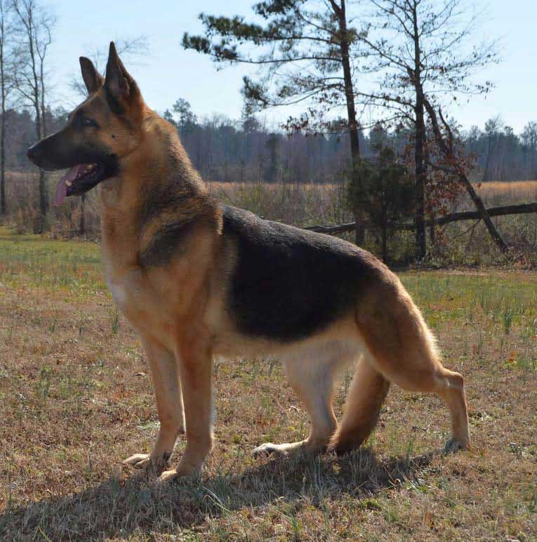 can 6 month old german shepherd can eat chicken leg