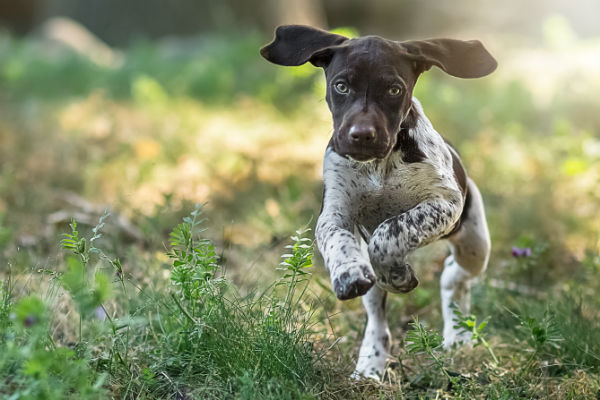 small athletic dogs