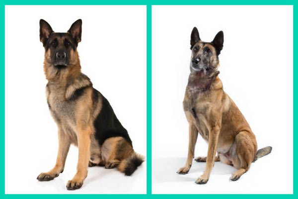 German shepherd look store alike belgian malinois