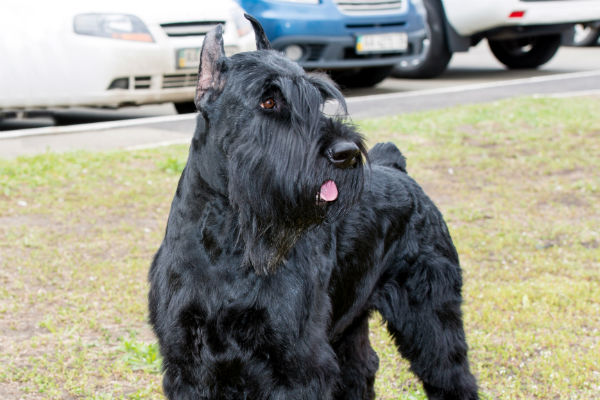 schnauzer géant