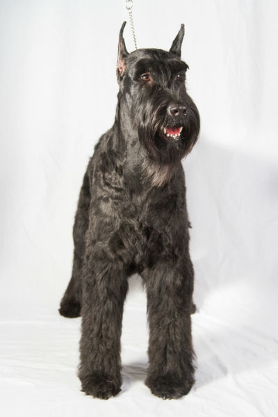 Giant Schnauzer Puppy Growth Chart