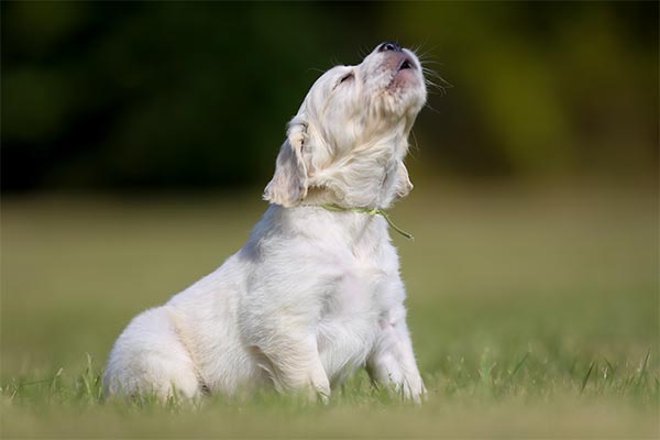 Puppy whining store