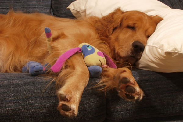 melatonin use in dogs