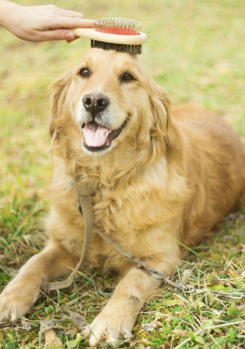 golden being brushed