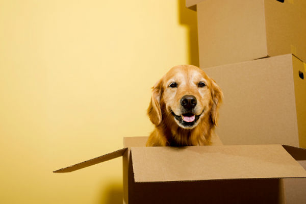 dog with box