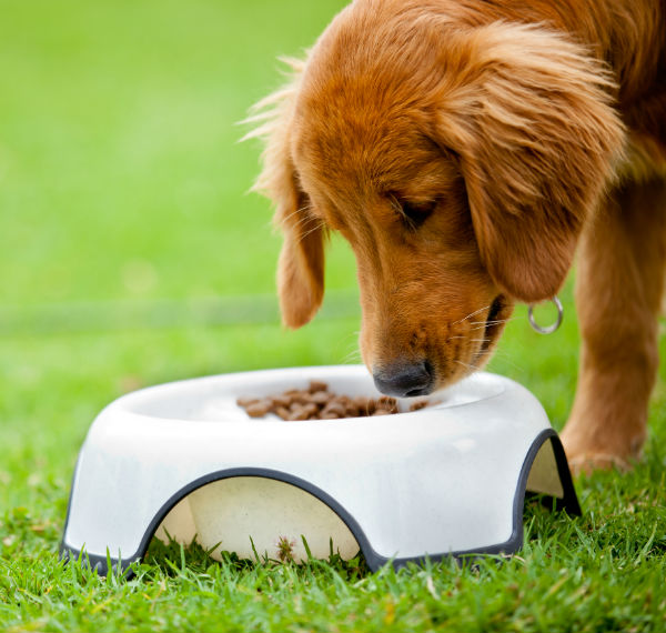 how long does it take for a dog to react to a food allergy