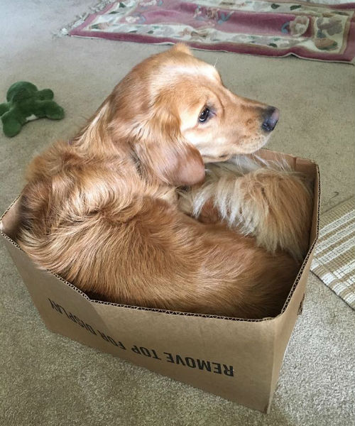 Dog in outlet a box