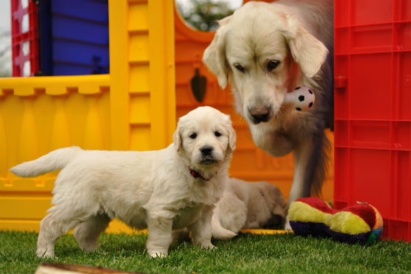 golden mom and pup