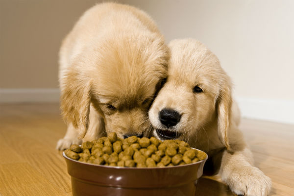 golden_puppies_eating