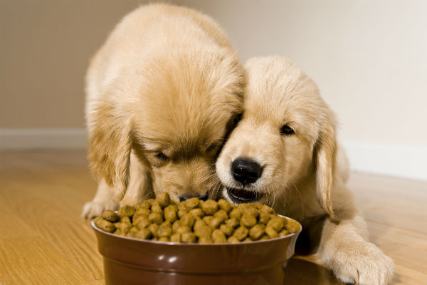 akc dog food