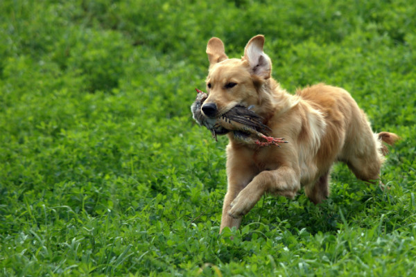 what happens if a dog eats a bird