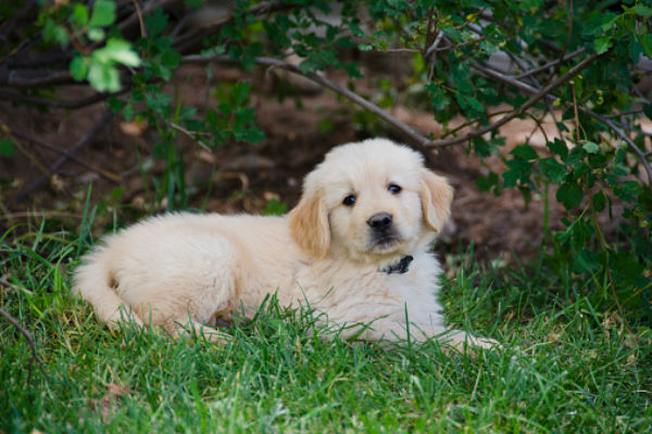 50 Cute Puppies You Ll Have To See To Believe American Kennel Club