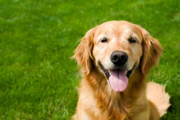 do golden retrievers smile