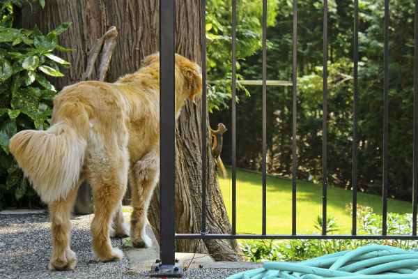 golden tail