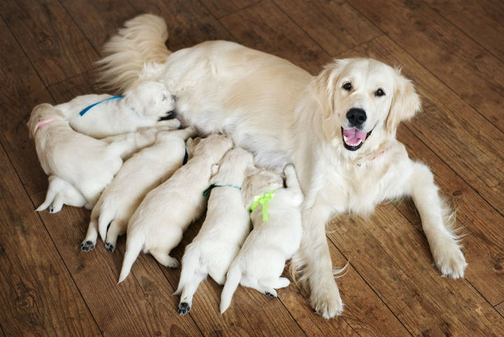 golden_with_new_puppies_720.jpg