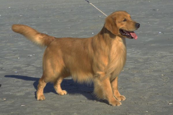 golden retriever