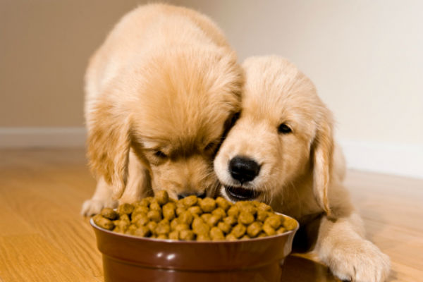 golden retrievers eating