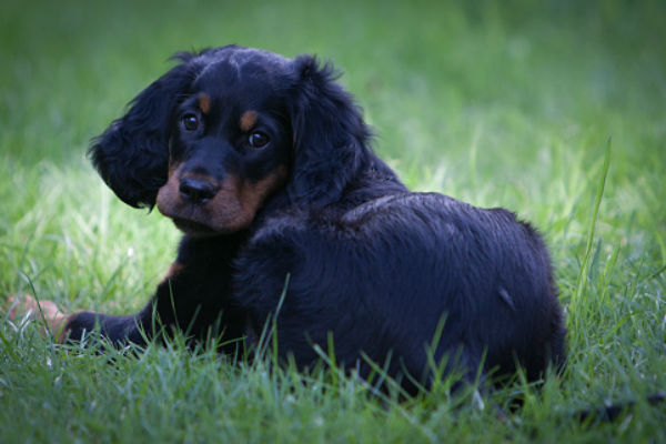 Akc 2024 gordon setter