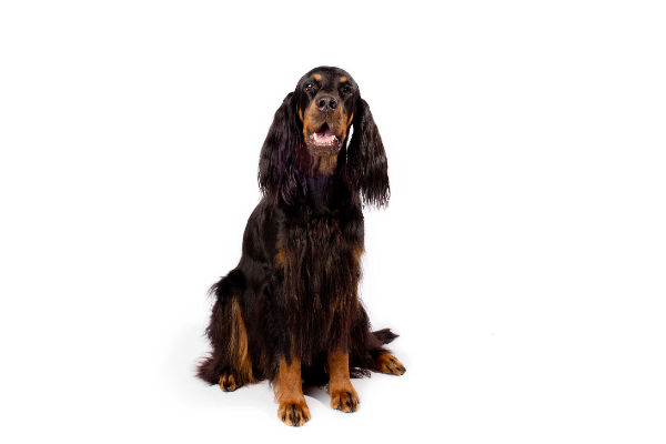 gordon_setter_body_image_2