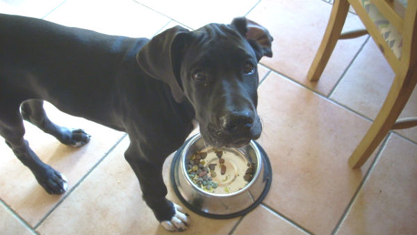 dog dishes for large dogs