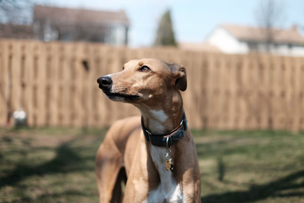 a dog breed smaller than a greyhound but faster