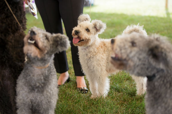 Pumi best sale dog curly