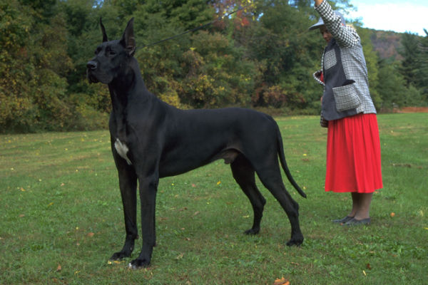 great dane