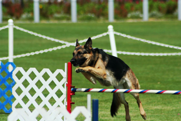 german shepherd agility