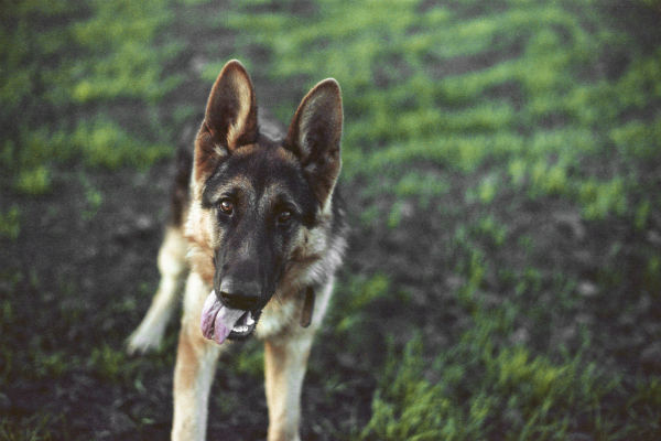 are german shepherds used for tracking