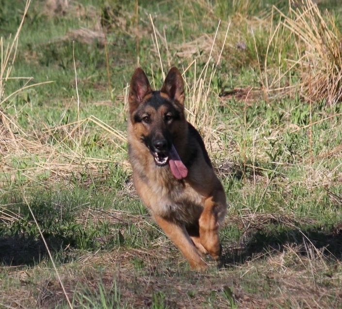 akc long haired german shepherd