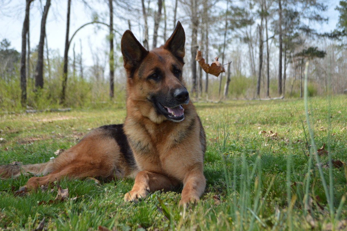 akc black german shepherd