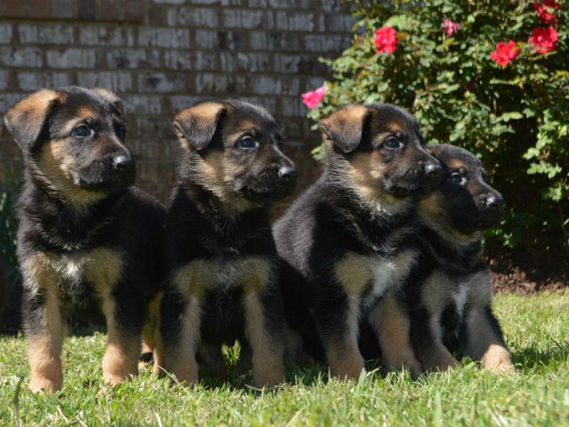 single coat german shepherd puppy