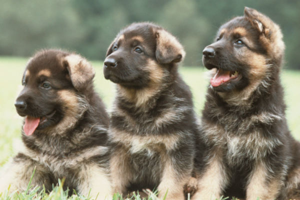 German shepherd best sale indian names