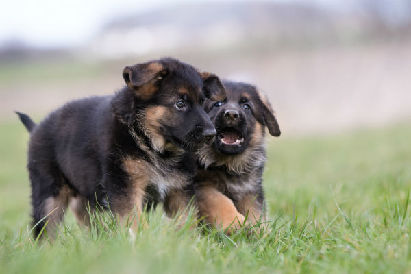 german shepherd puppies playing