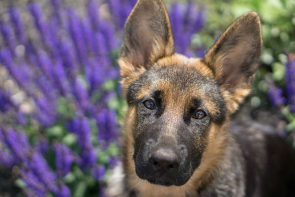 gsd_puppy_lilac_