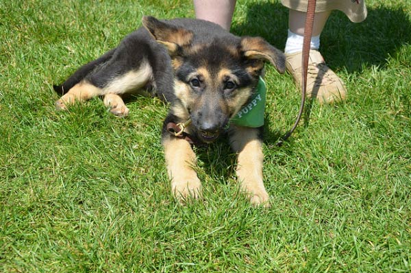 Gsd puppy philly grass