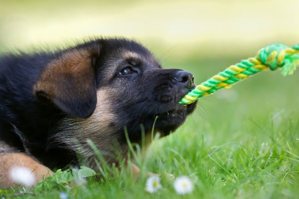 gsd puppy playing
