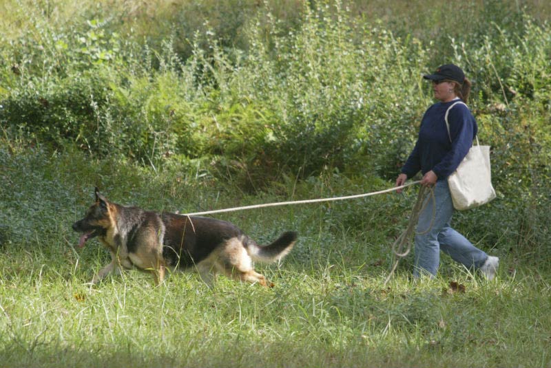 are german shepherds used for tracking