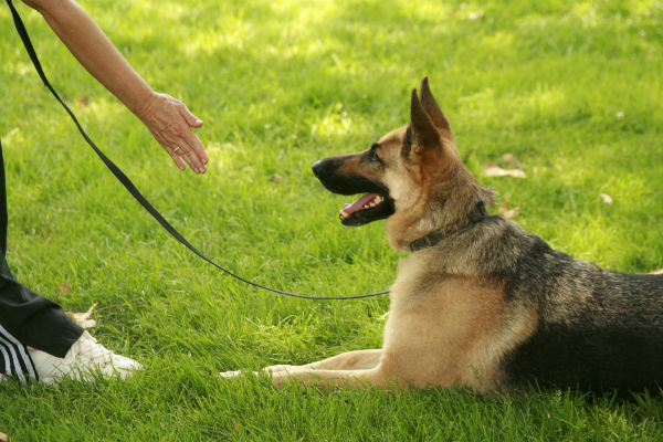 how do you train an obedient dog