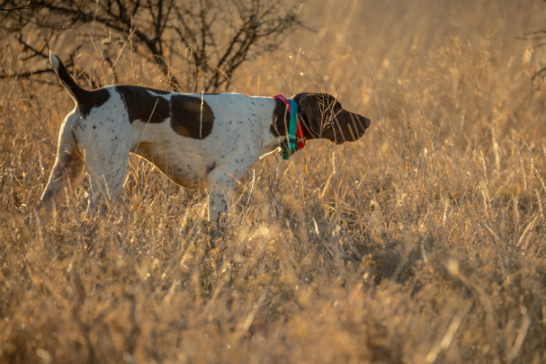 hunting dog with spots