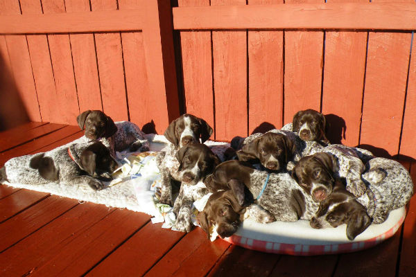 German shorthaired pointer store basset hound mix