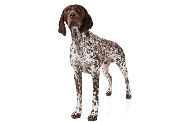 akc german shorthaired pointer puppies