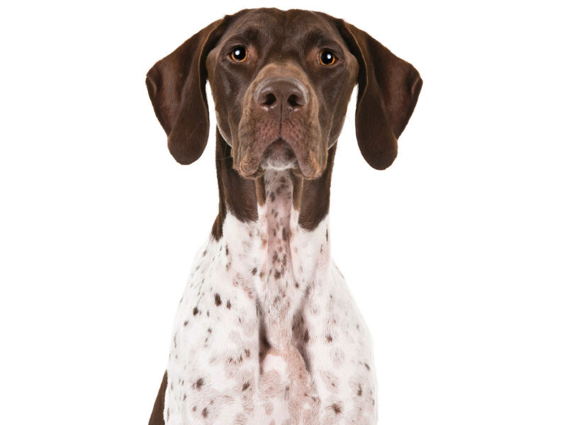 Best treats for german shorthaired clearance pointer